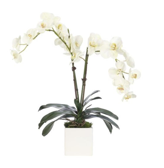 Orquideas Blancas En Cubo Blanco Ceramica