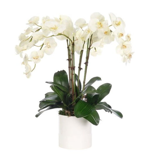 Orquideas Blancas En Maceta Blanca