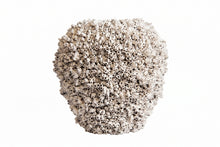 Cargar imagen en el visor de la galería, Florero Barnacle Sin Bordes Chico