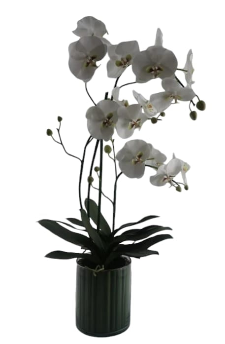 Orquideas Blancas en Florero