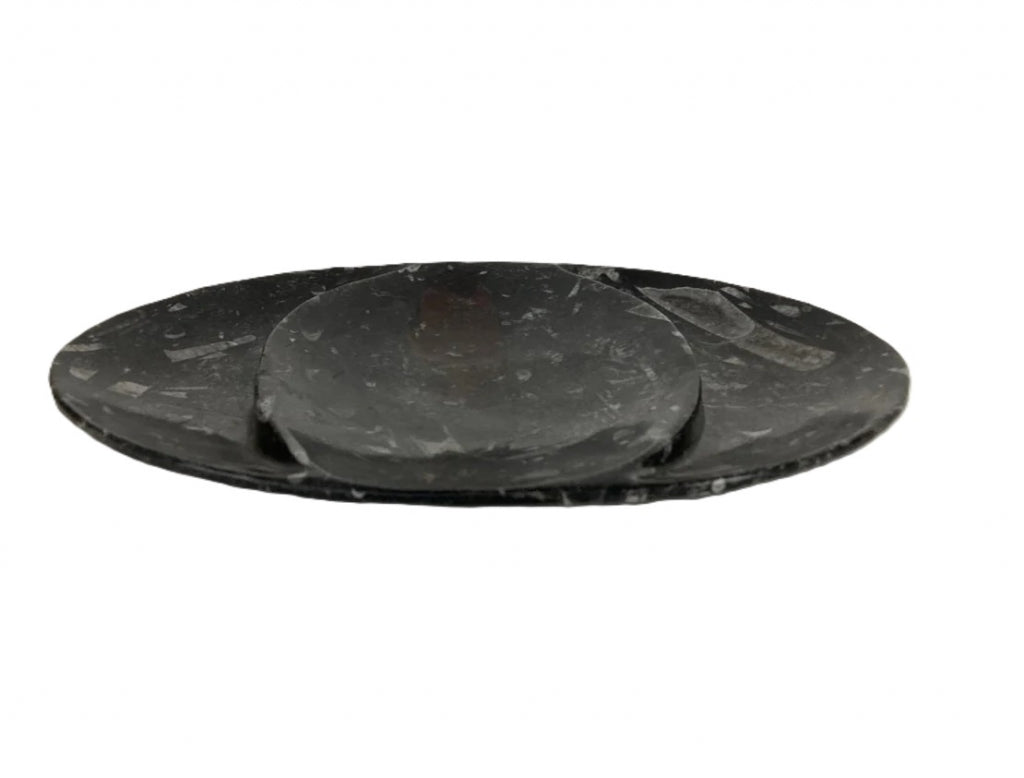 Plato Orthoceras