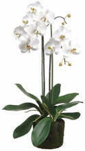 Cargar imagen en el visor de la galería, Phalaenopsis 76cm