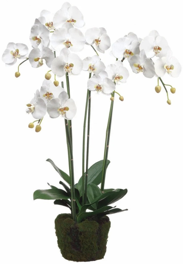 Phalaenopsis 89 Cm