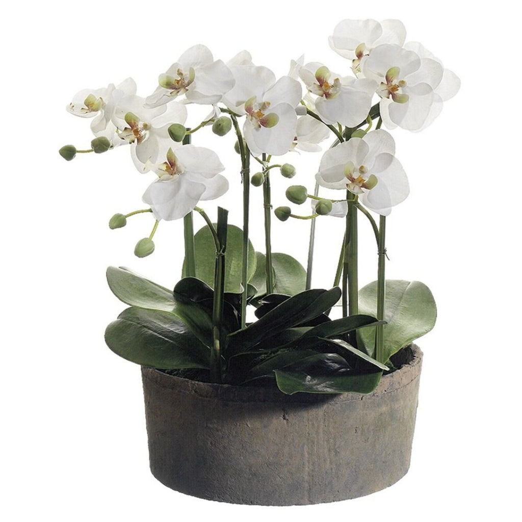 Phalaenopsis 63cm