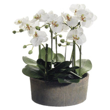 Cargar imagen en el visor de la galería, Phalaenopsis 63cm
