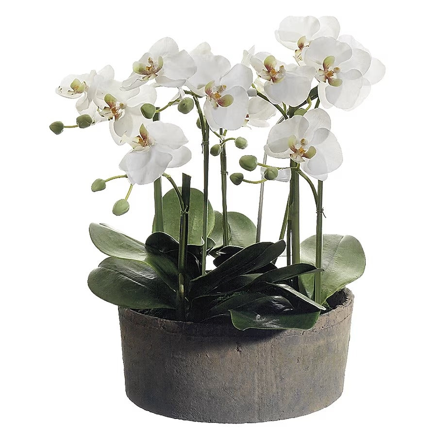 Phalaenopsis 48cm