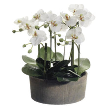 Cargar imagen en el visor de la galería, Phalaenopsis 48cm