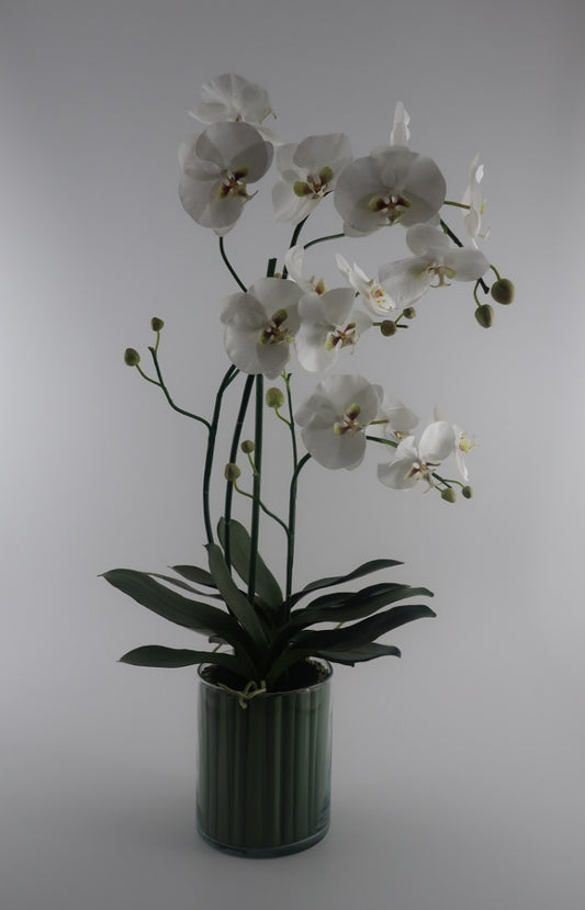 Orquideas Blancas en Florero
